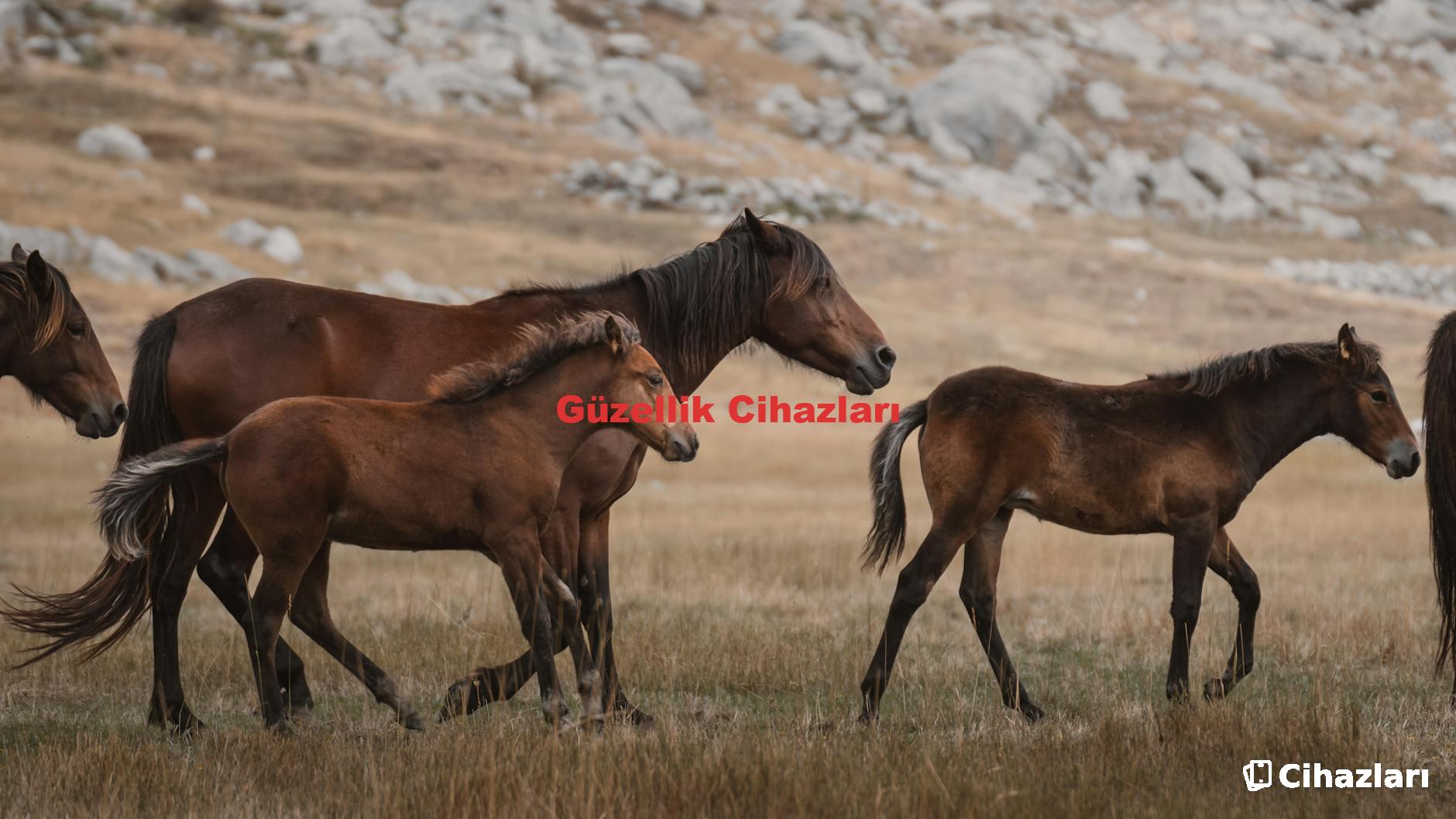 Güzellik Cihazları