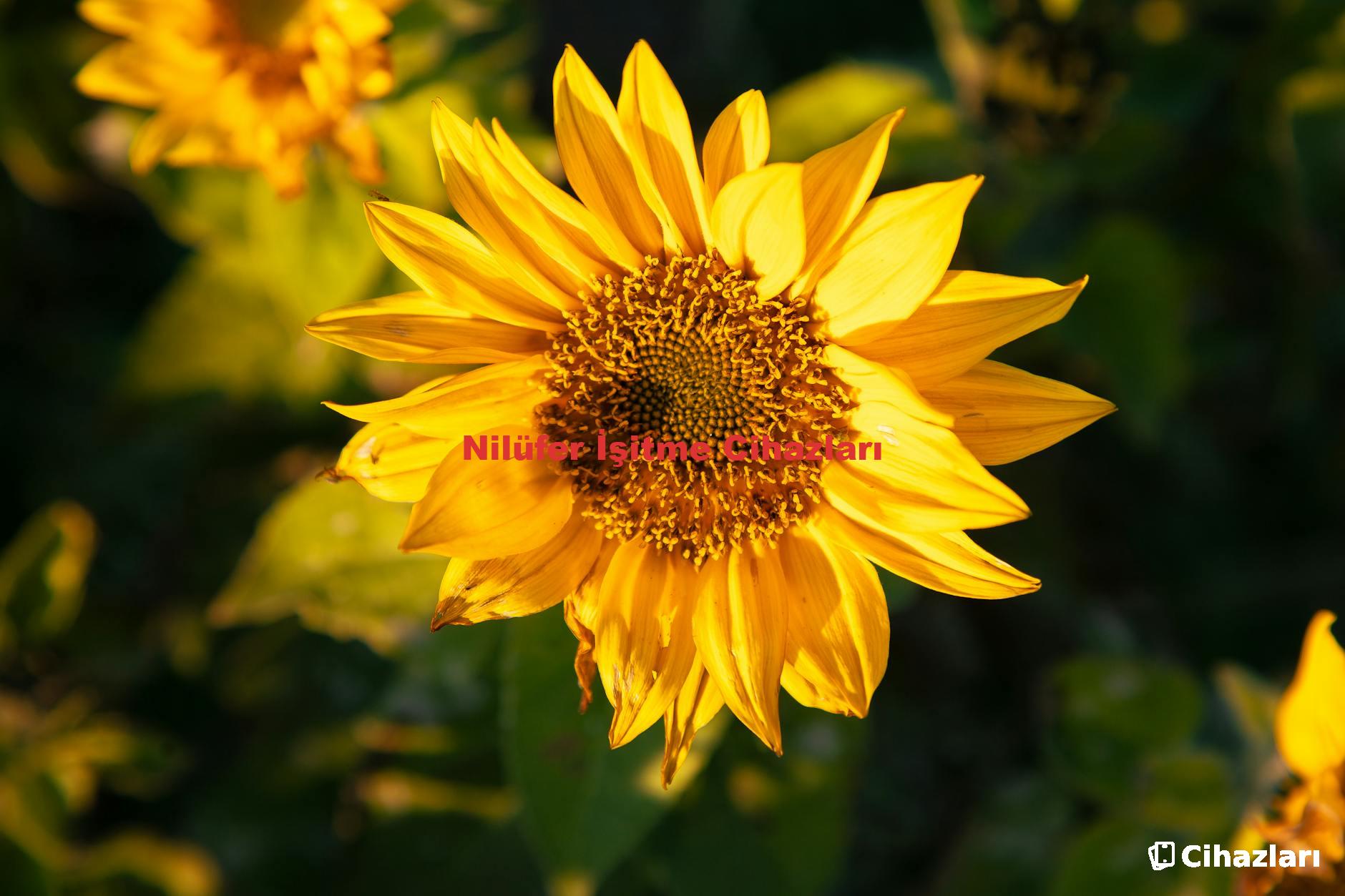 Nilüfer İşitme Cihazları