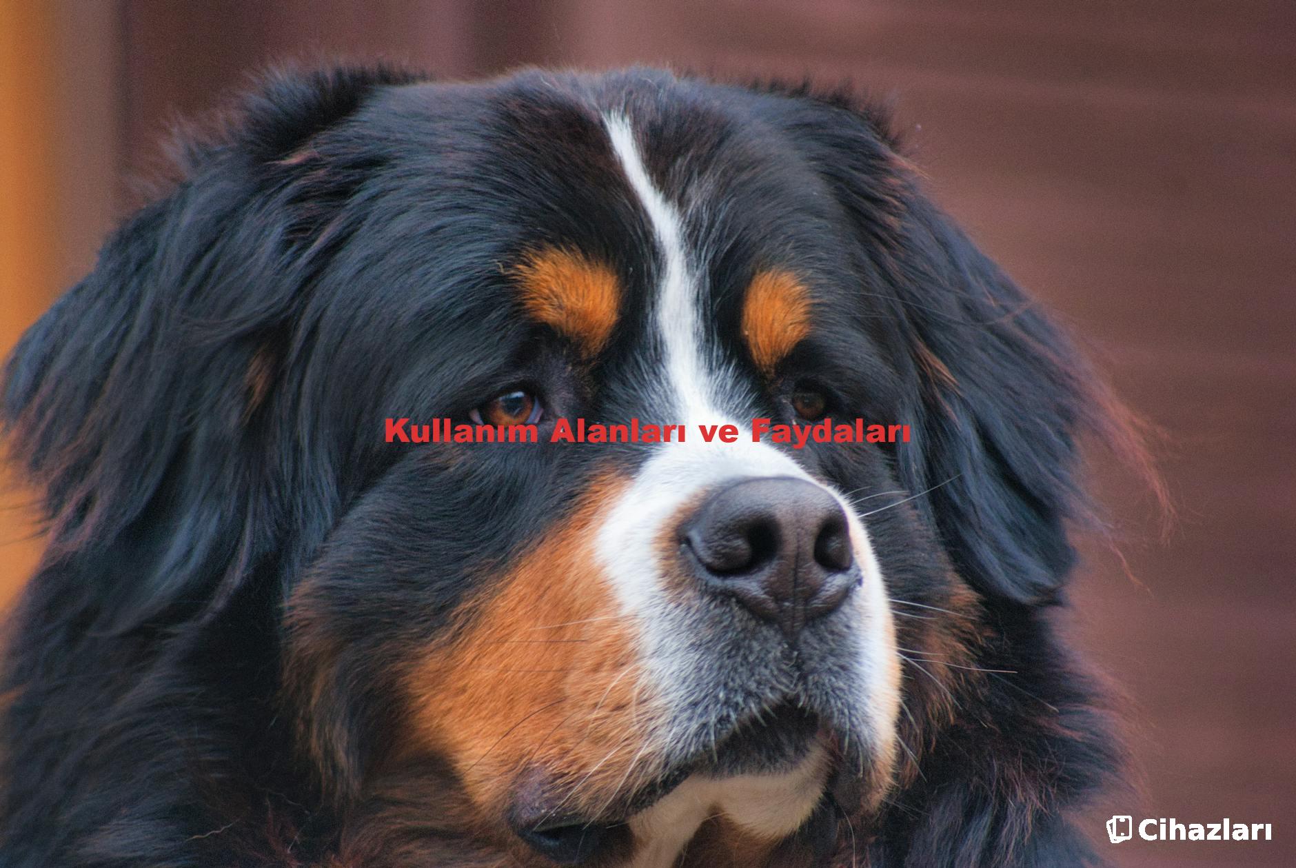 Kullanım Alanları ve Faydaları