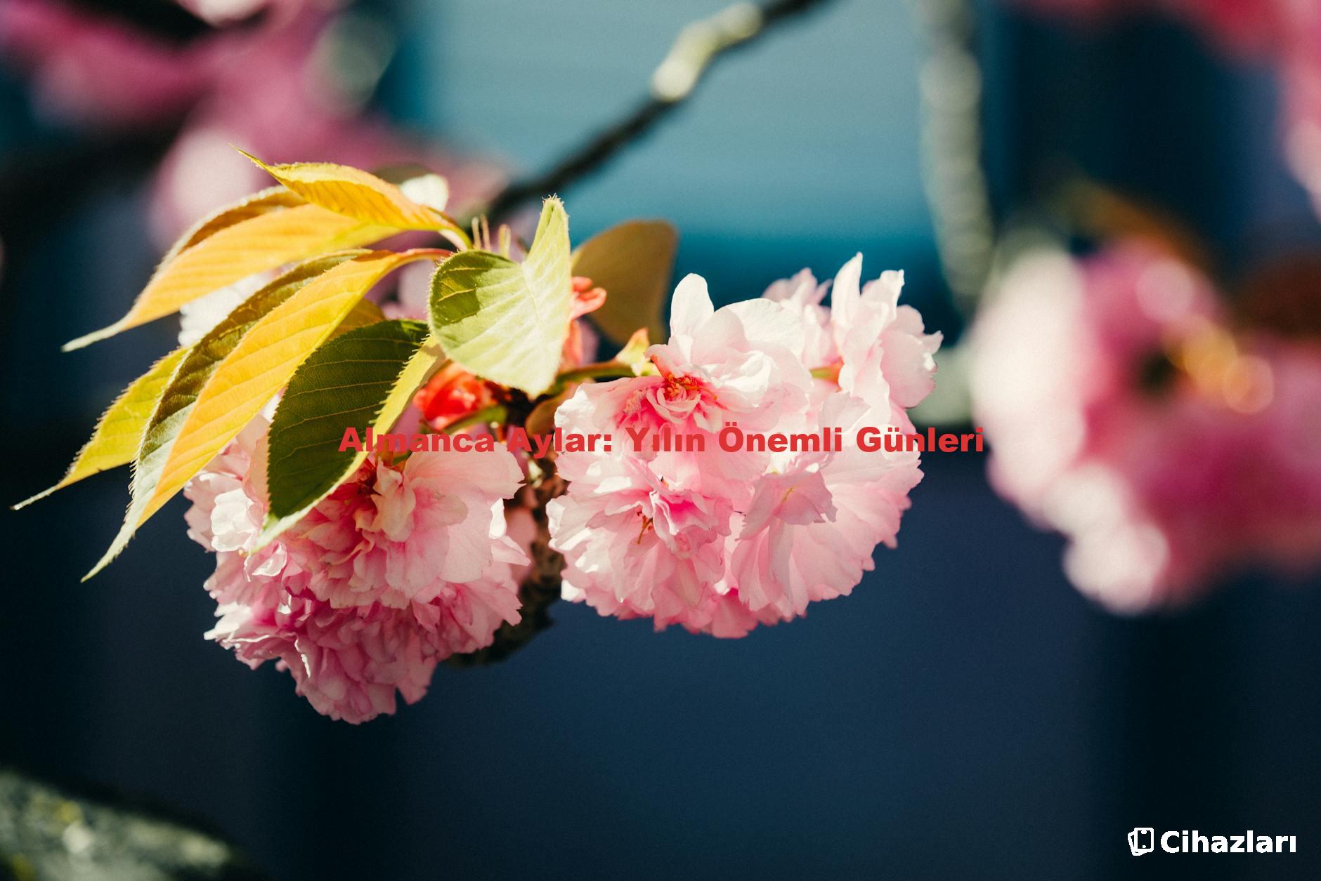 Almanca Aylar: Yılın Önemli Günleri