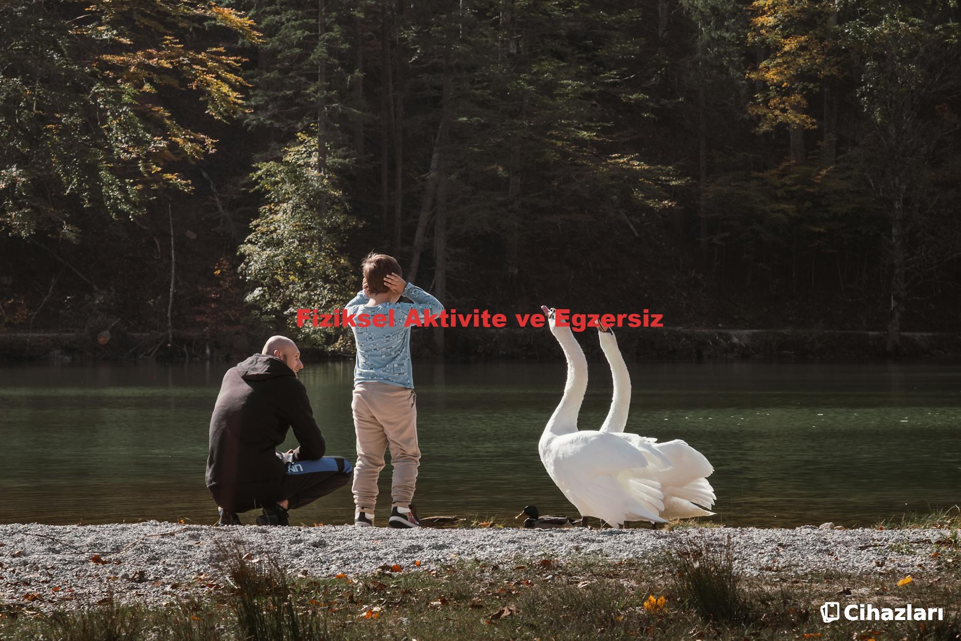 Fiziksel Aktivite ve Egzersiz